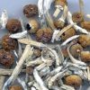 Magic mushrooms for sale