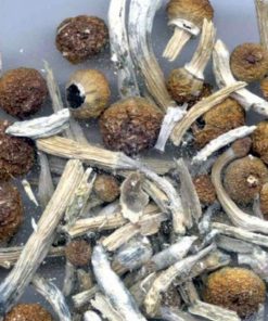Magic mushrooms for sale